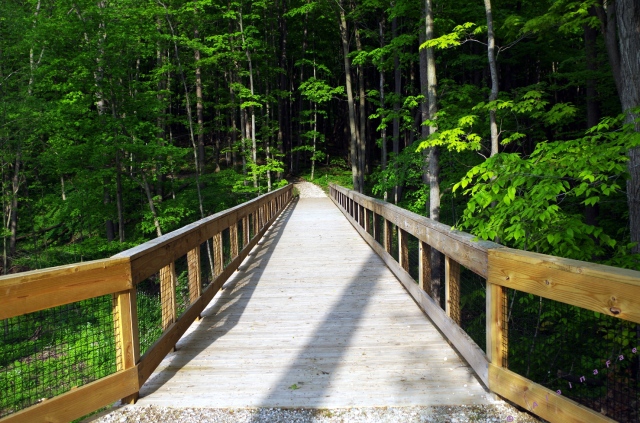 Bridge Into the Forest